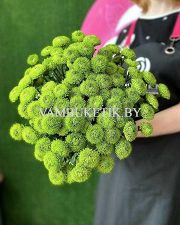 Хризантема Code Green 15 веток