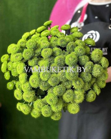 Хризантема Code Green 19 веток