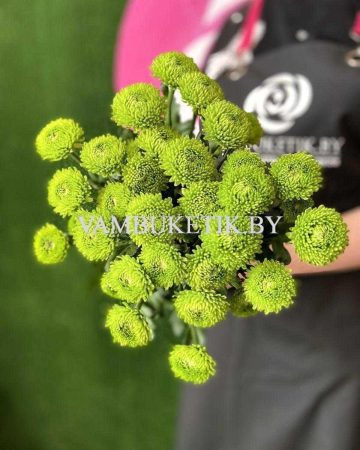 Хризантема Code Green 5 веток
