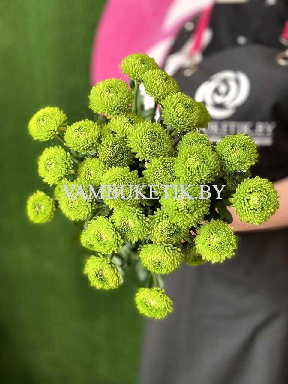 Хризантема Code Green 5 веток