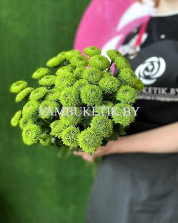 Хризантема Code Green 7 веток