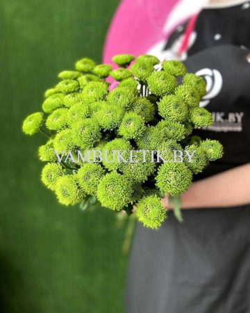 Хризантема Code Green 9 веток