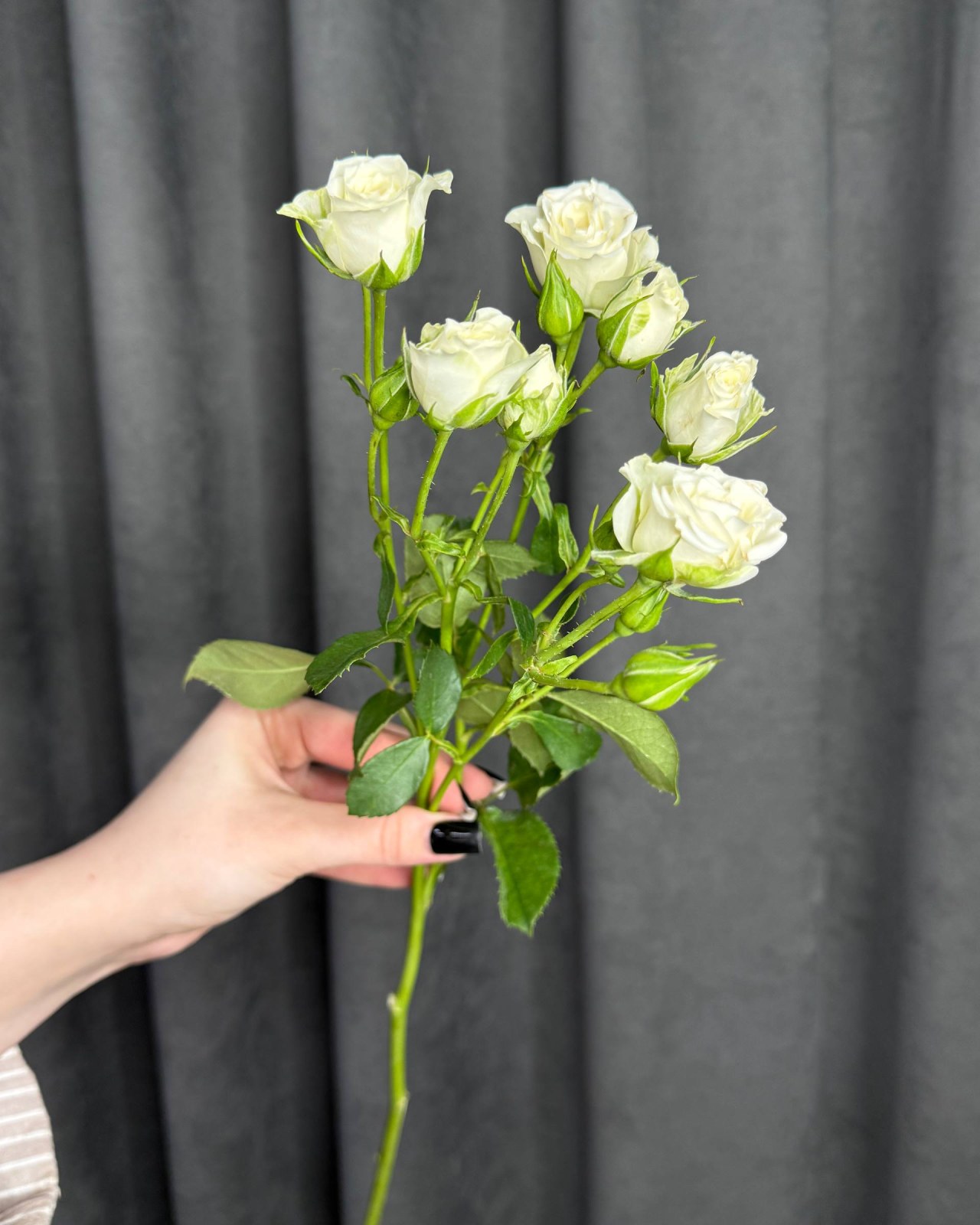 Роза кустовая белая